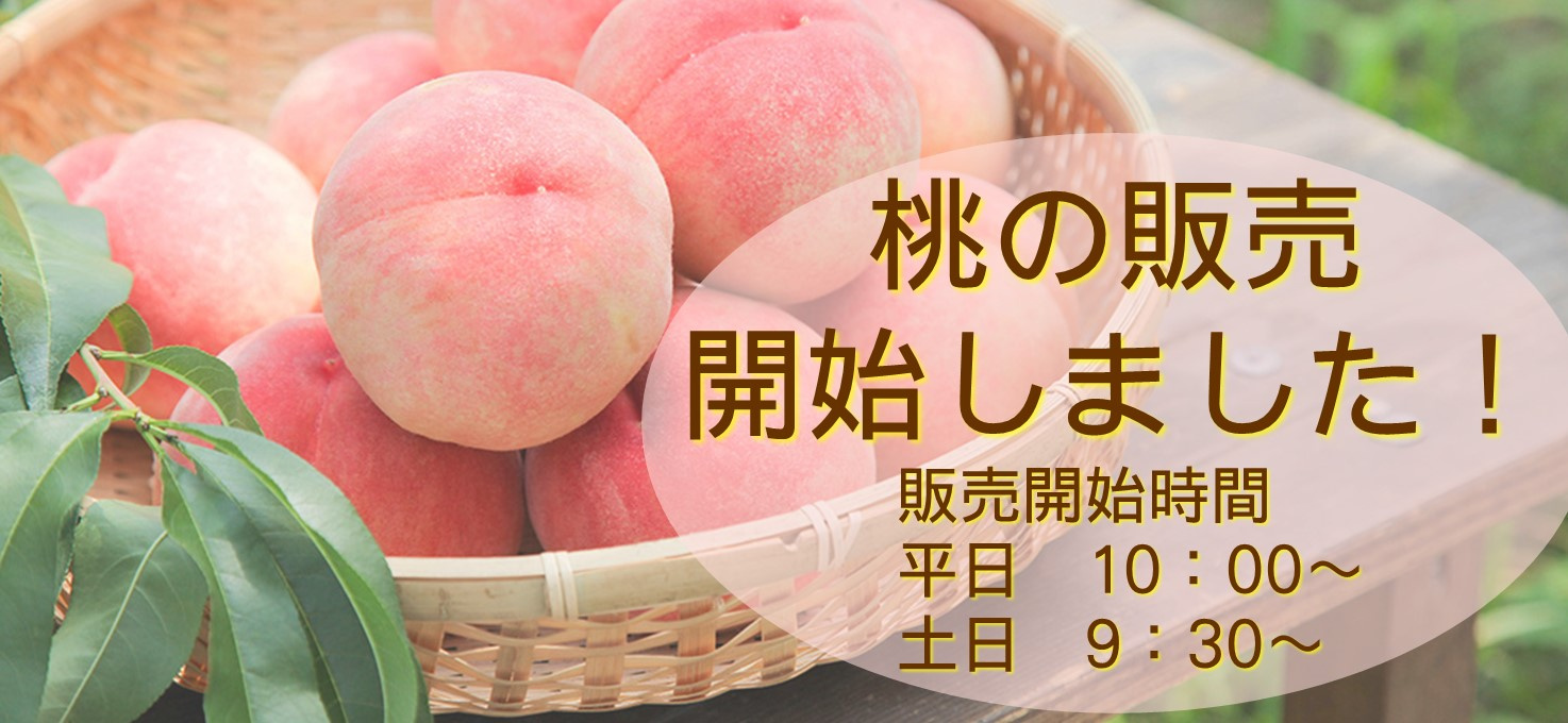 桃の販売開始しました！