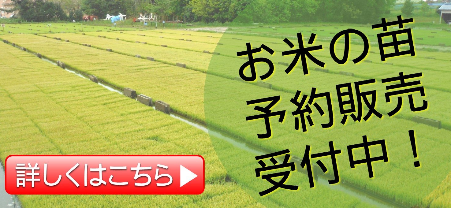お米の苗予約販売受付中！
